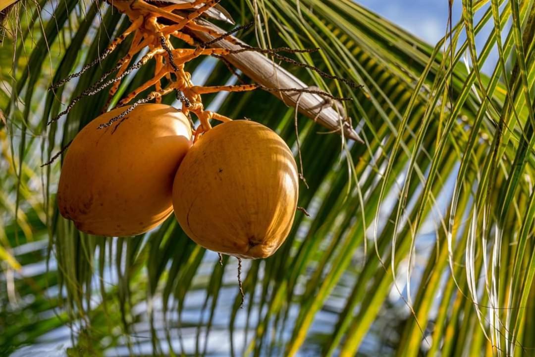 Oceanview Kite Studio لا جاوليتي المظهر الخارجي الصورة